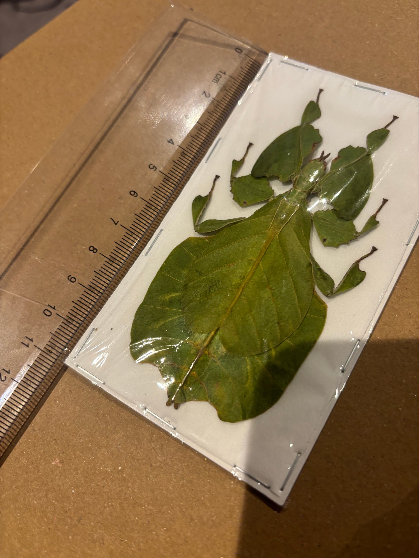 GREEN LEAF BUG - Pulchriphyllium pulchrifolium