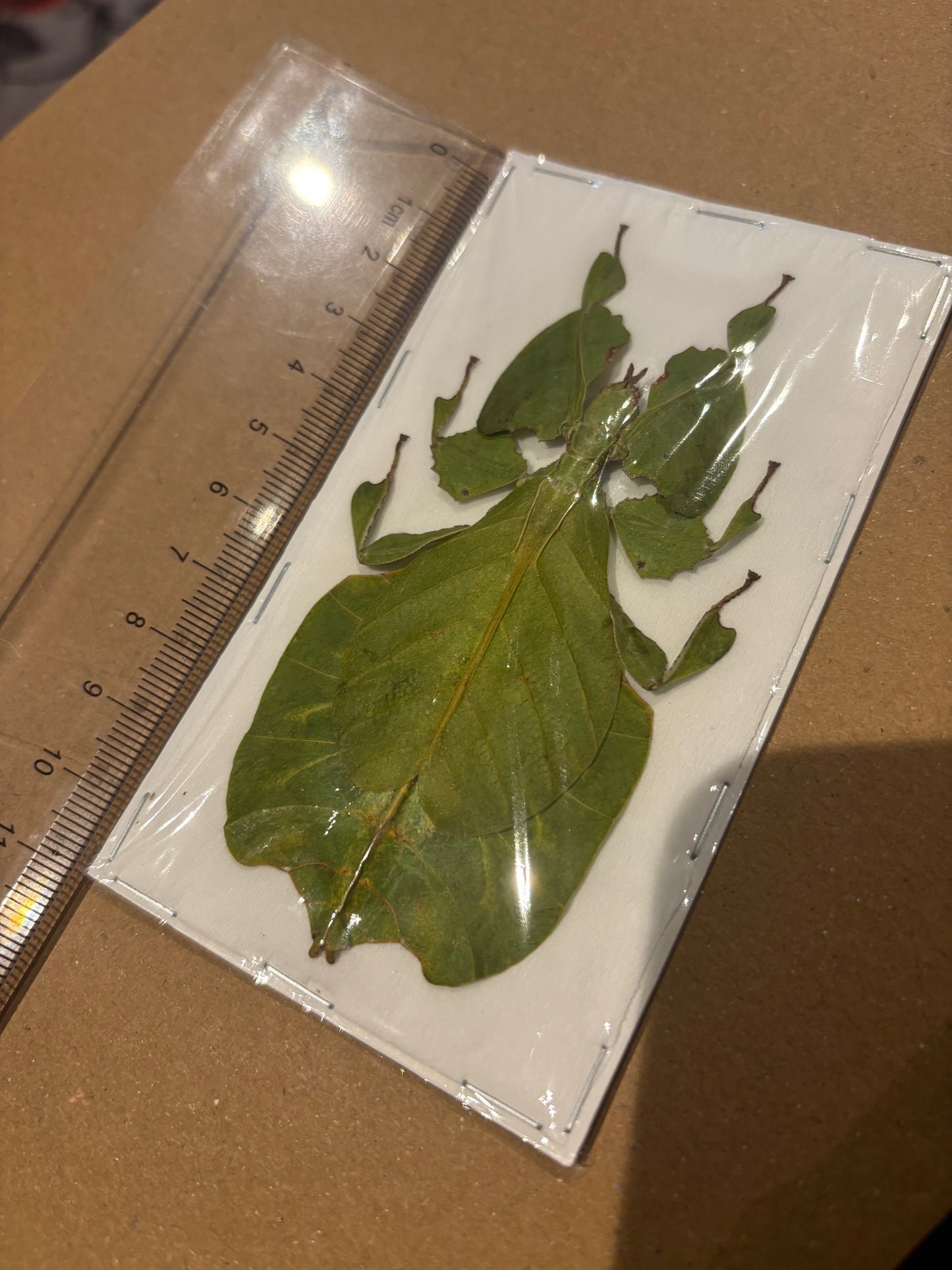 GREEN LEAF BUG - Pulchriphyllium pulchrifolium