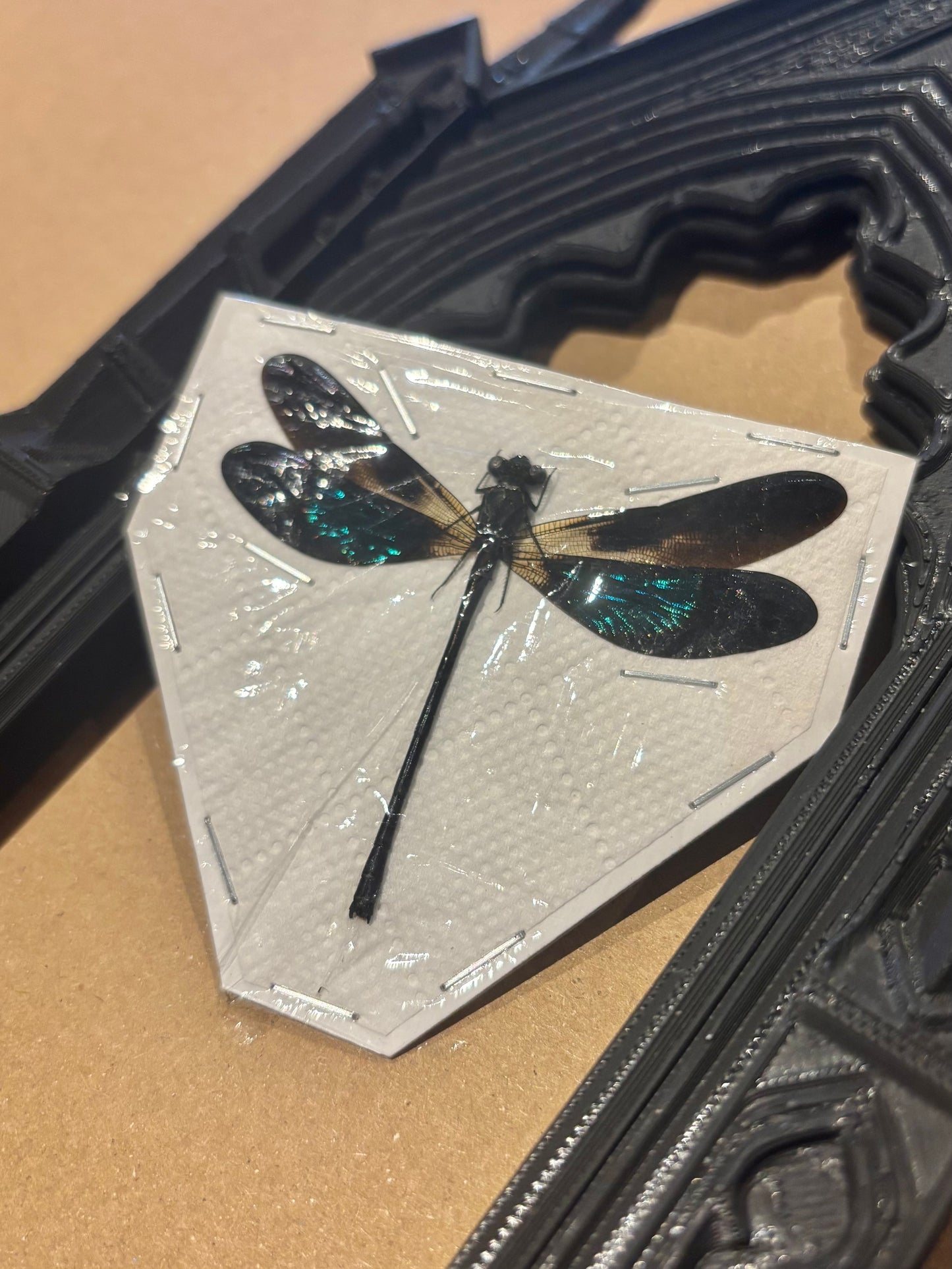 Sundanese Gossamerwing Damselfly- Euphaea variegata