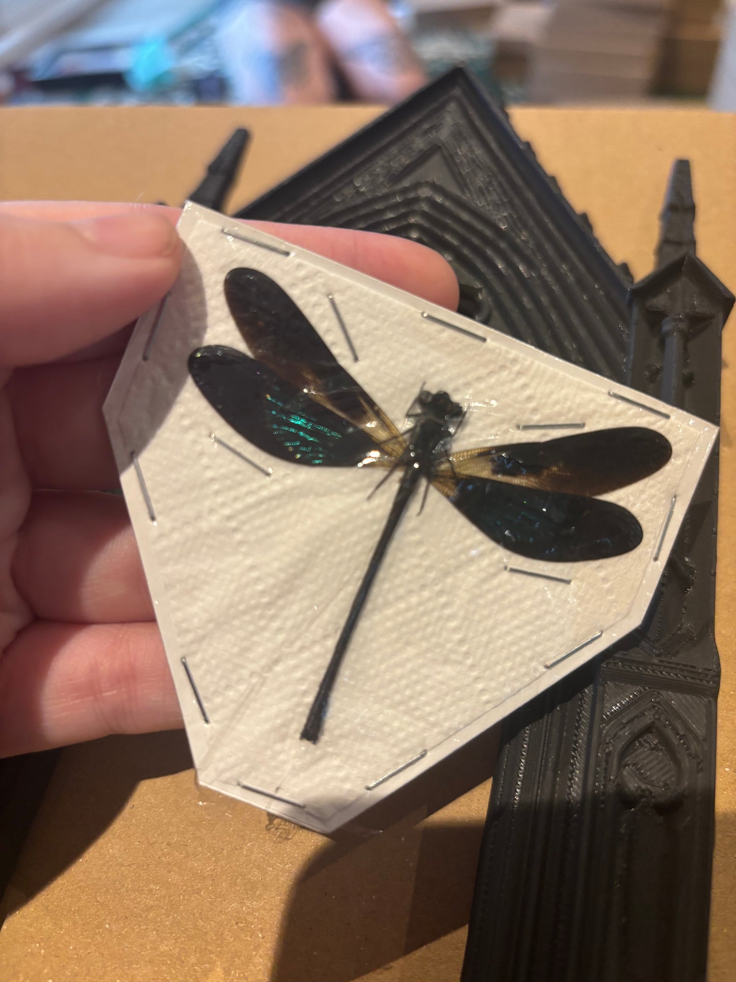 Sundanese Gossamerwing Damselfly- Euphaea variegata