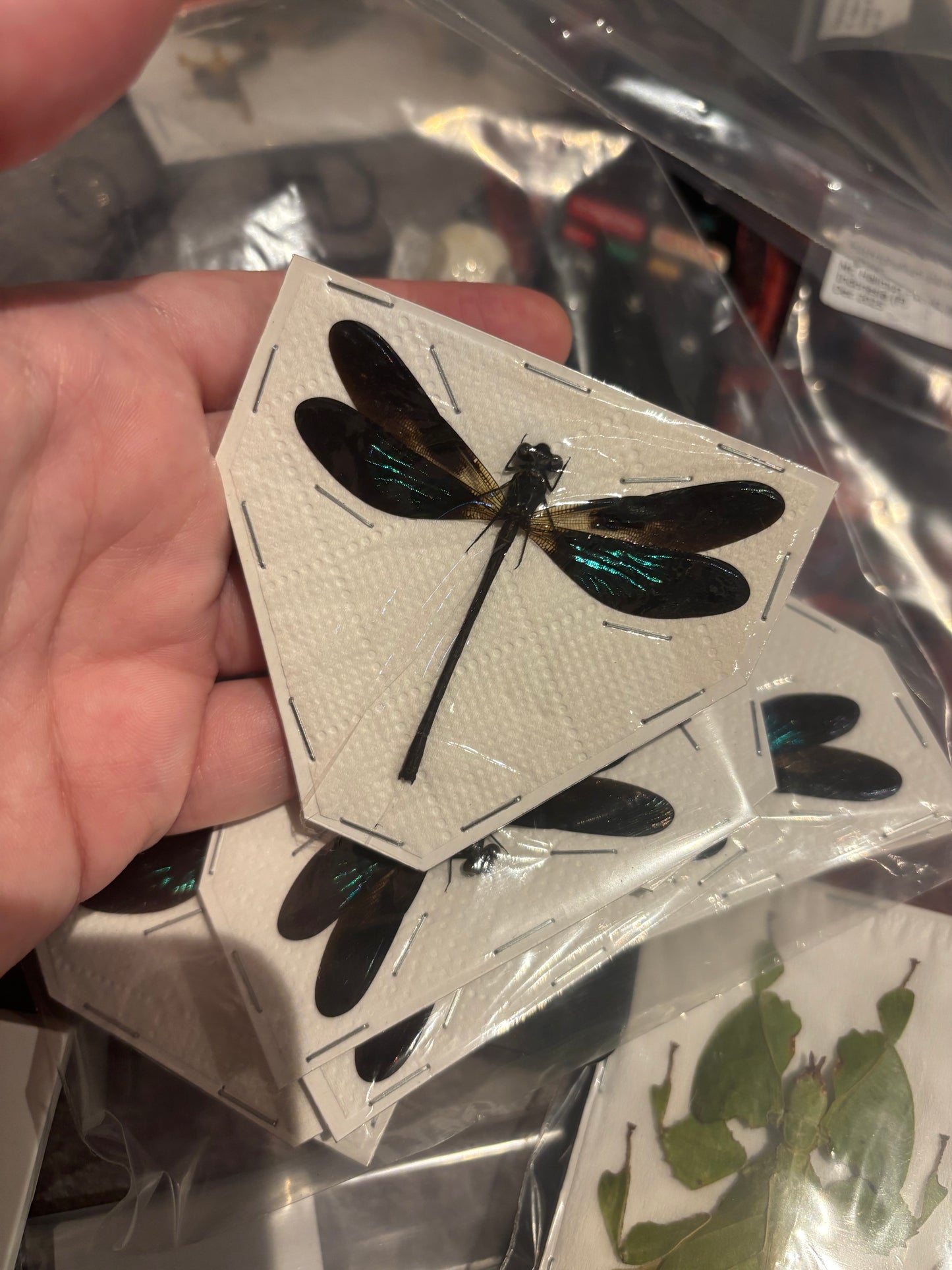 Sundanese Gossamerwing Damselfly- Euphaea variegata