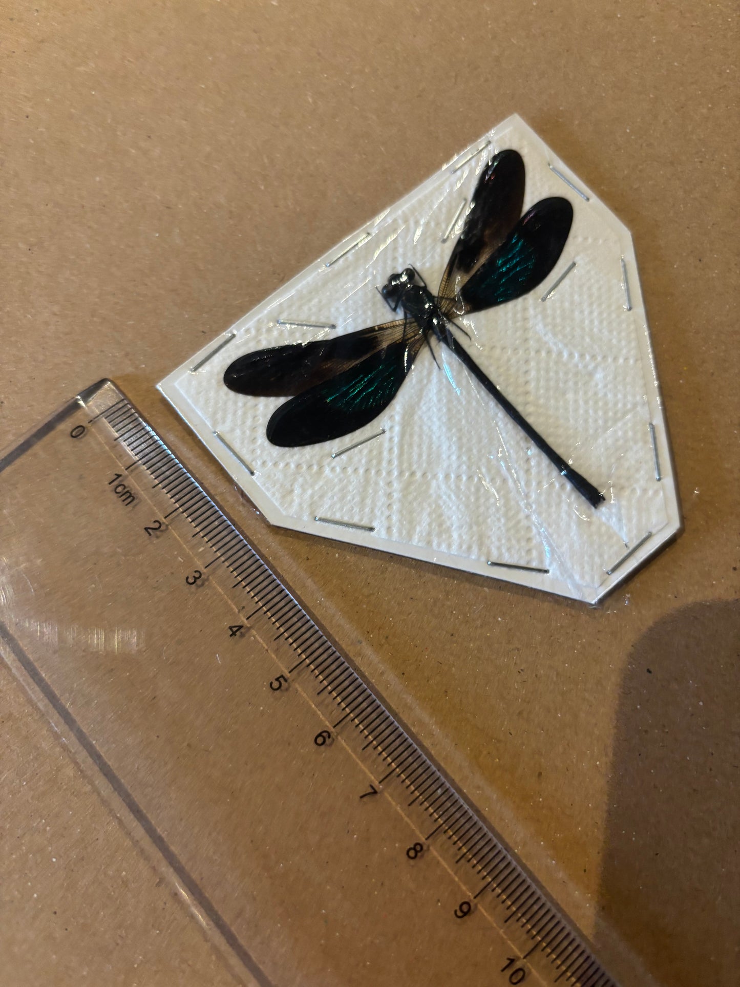 Sundanese Gossamerwing Damselfly- Euphaea variegata