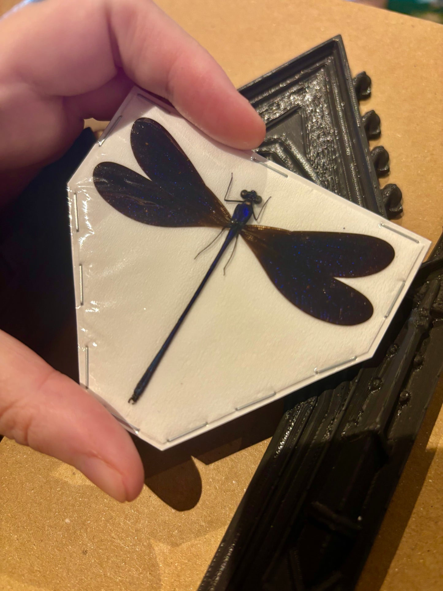 Nila flashwing Damselfly- Vestalis luctuosa