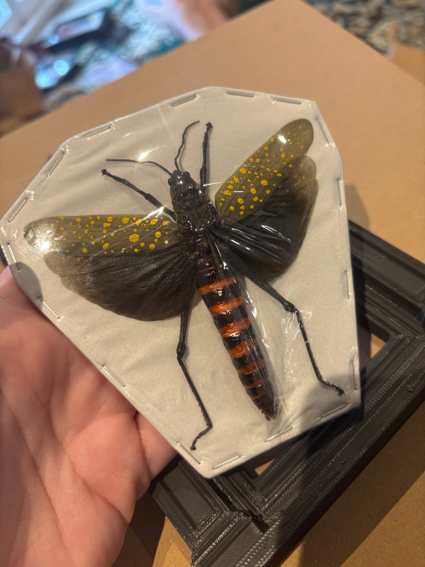 COFFEE LOCUST - Aularches punctatus