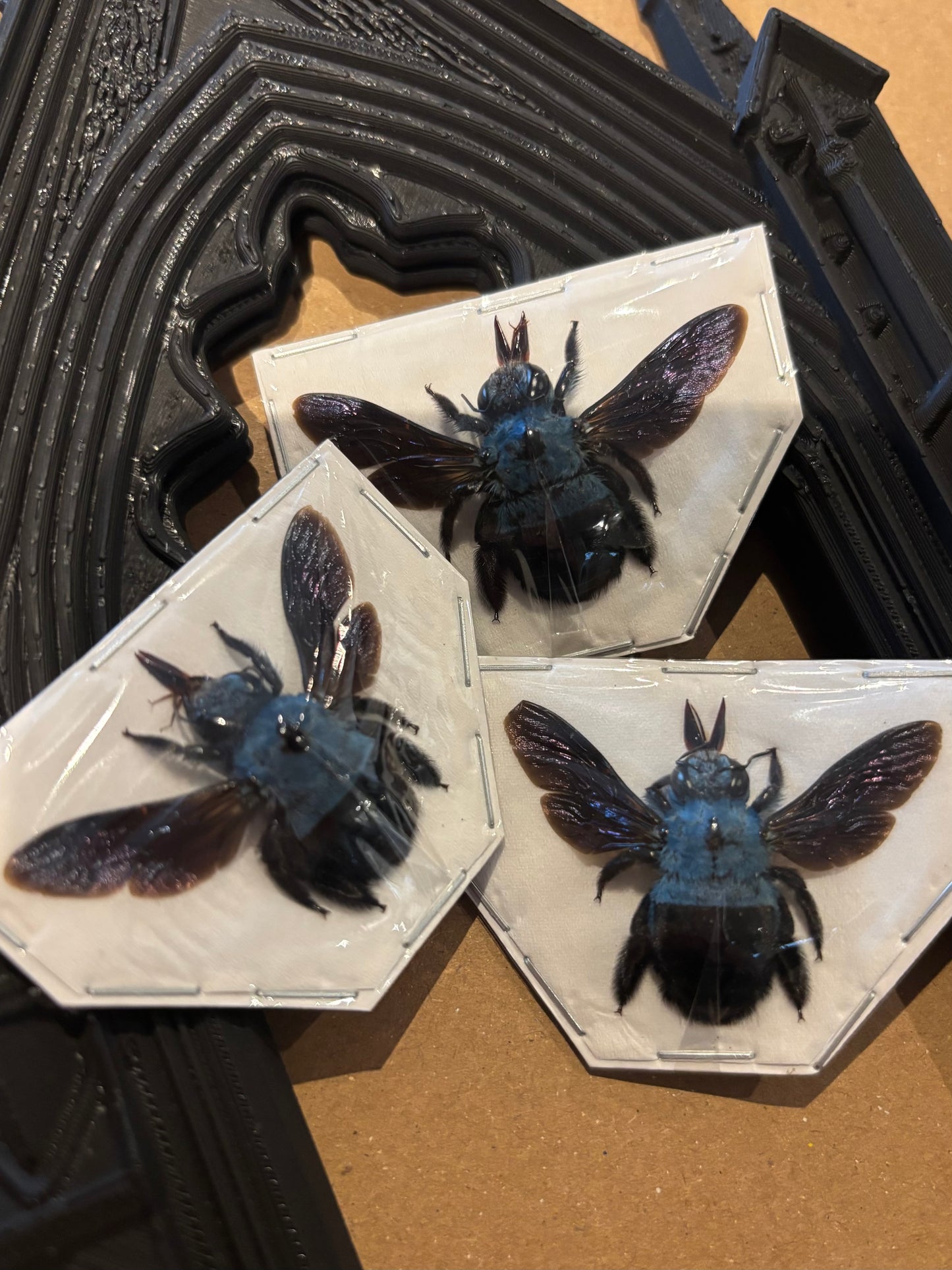 Xylocopa ceruelea -  blue Carpenter bee trio (3) specimens