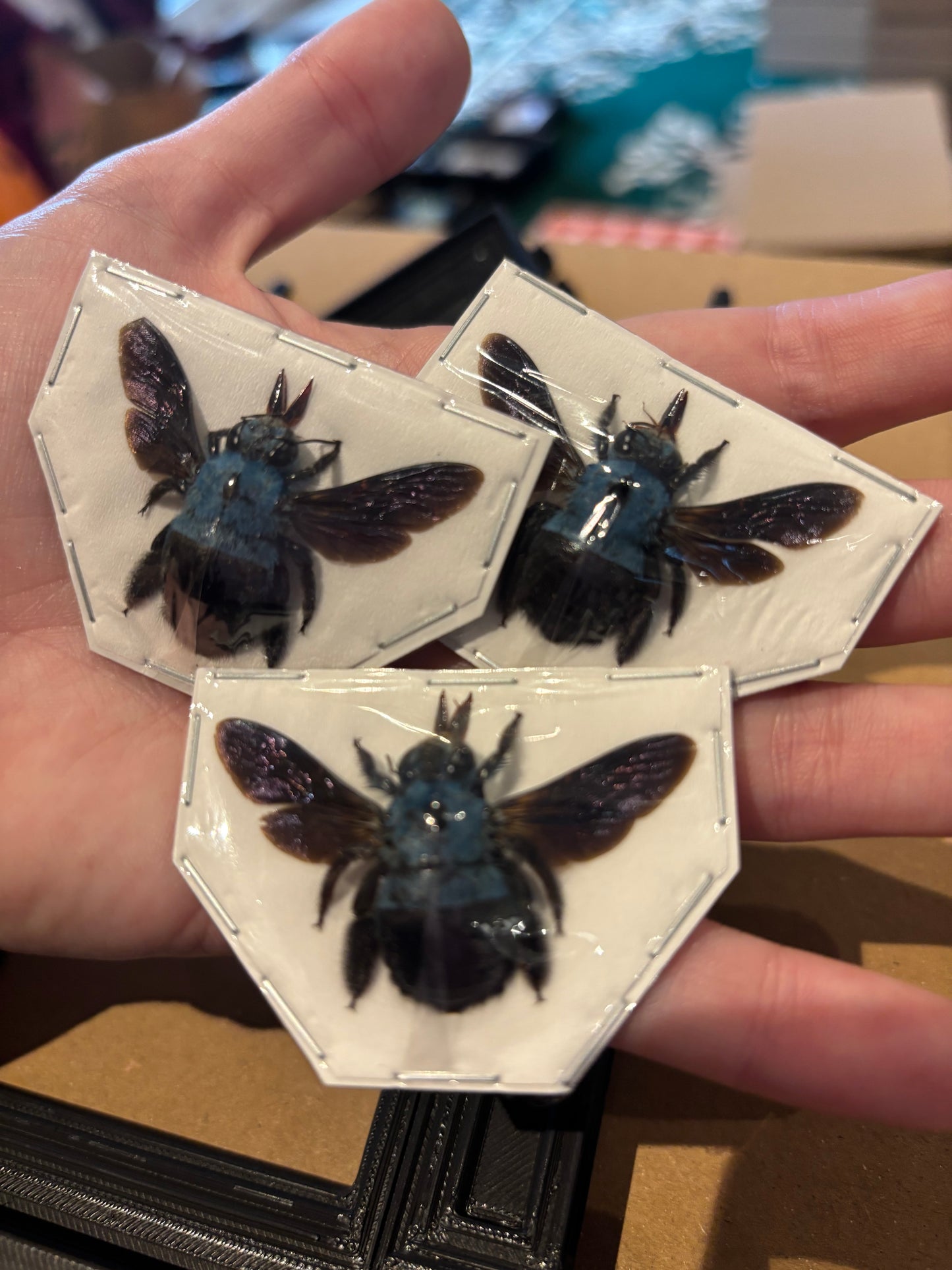 Xylocopa ceruelea -  blue Carpenter bee trio (3) specimens