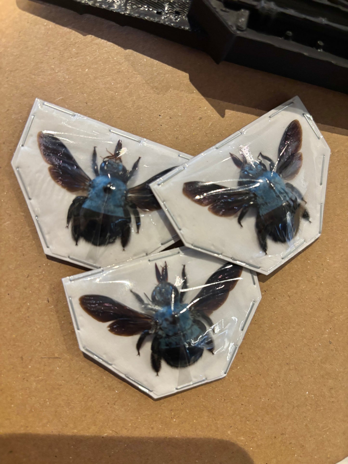 Xylocopa ceruelea -  blue Carpenter bee trio (3) specimens