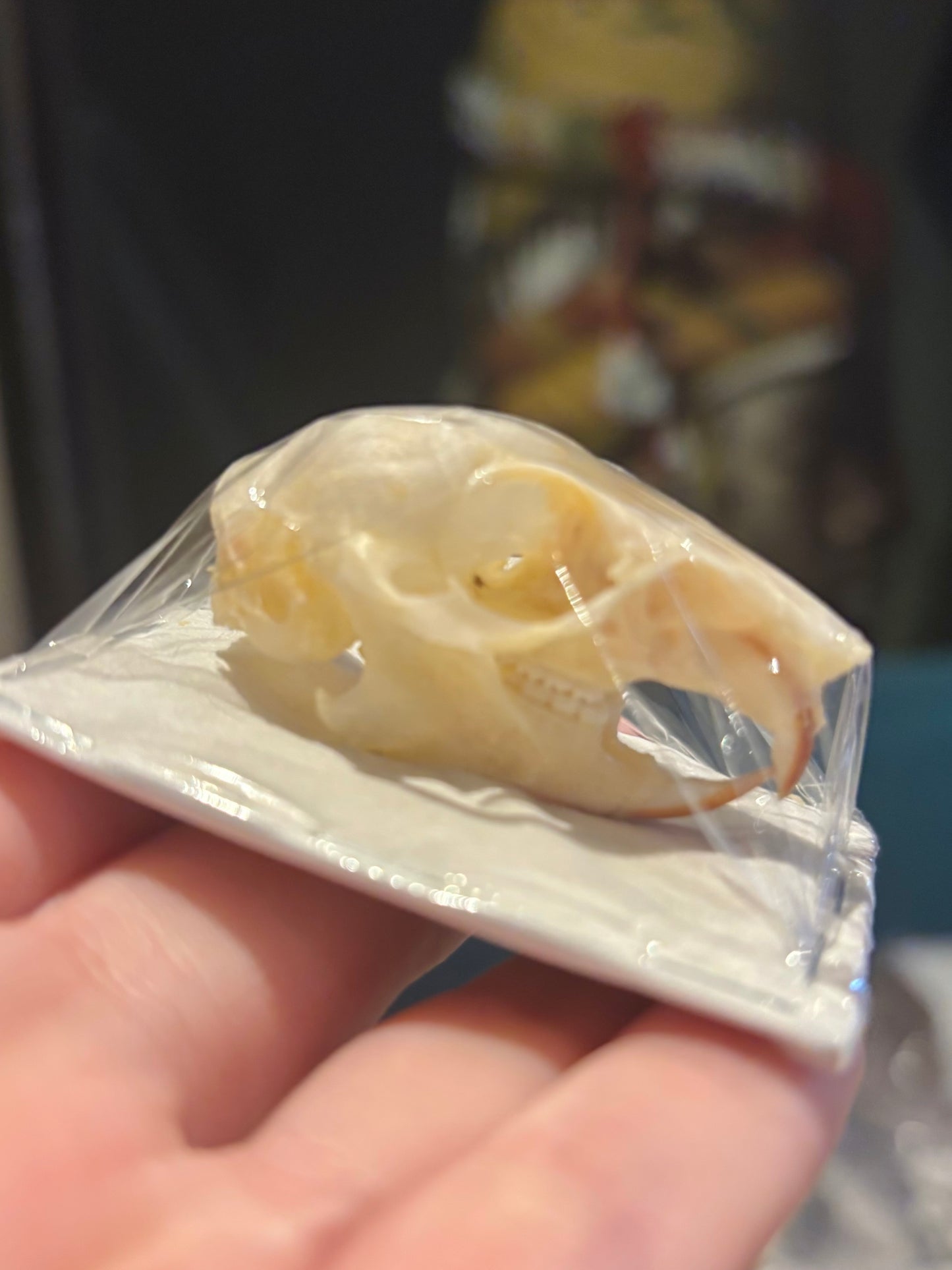PLANTAIN SQUIRREL - Callosciurus notatus skull