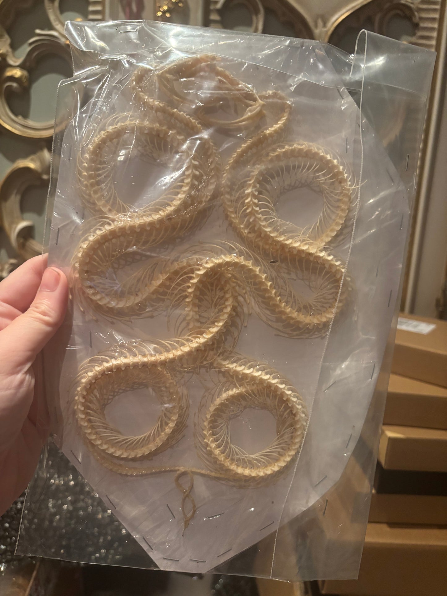 A- DOUBLE White-lipped Pit Viper Snake Skeleton-Trimeresurus albolabris specimen