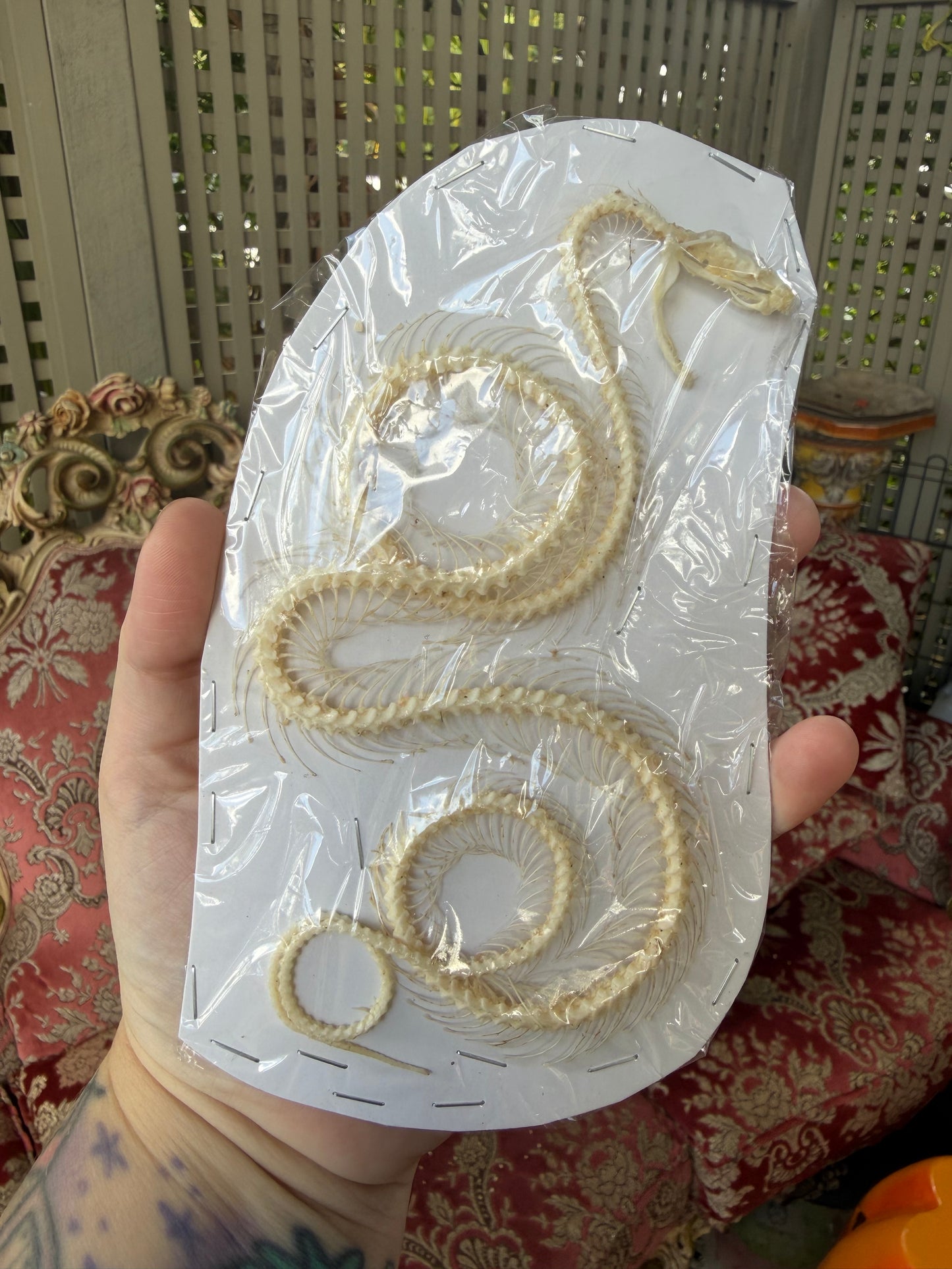 White-lipped Pit Viper Snake Skeleton-Trimeresurus albolabris specimen