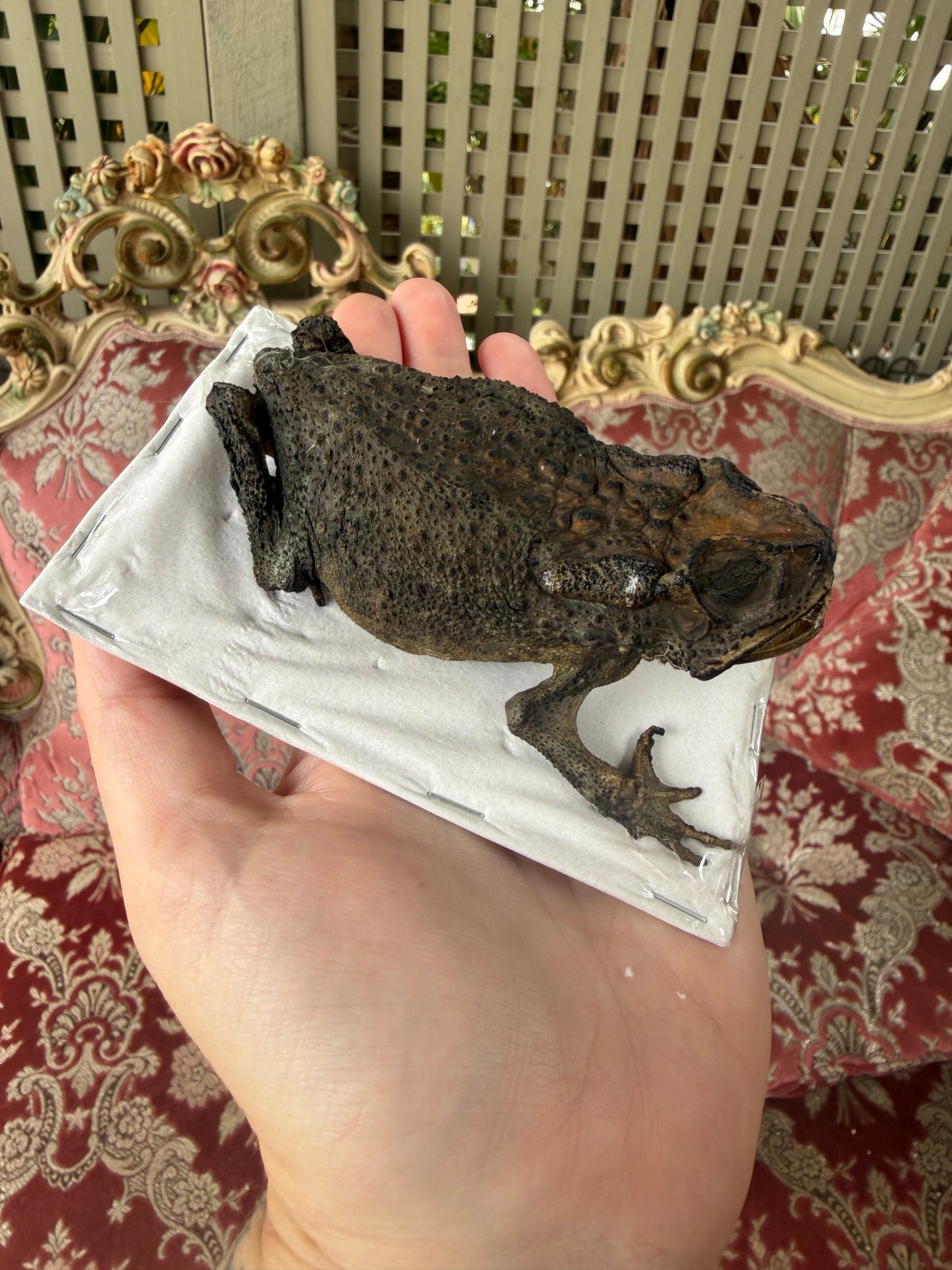 TAXIDERMY Asian Common Toad - Duttaphrynus melanostictus Specimen