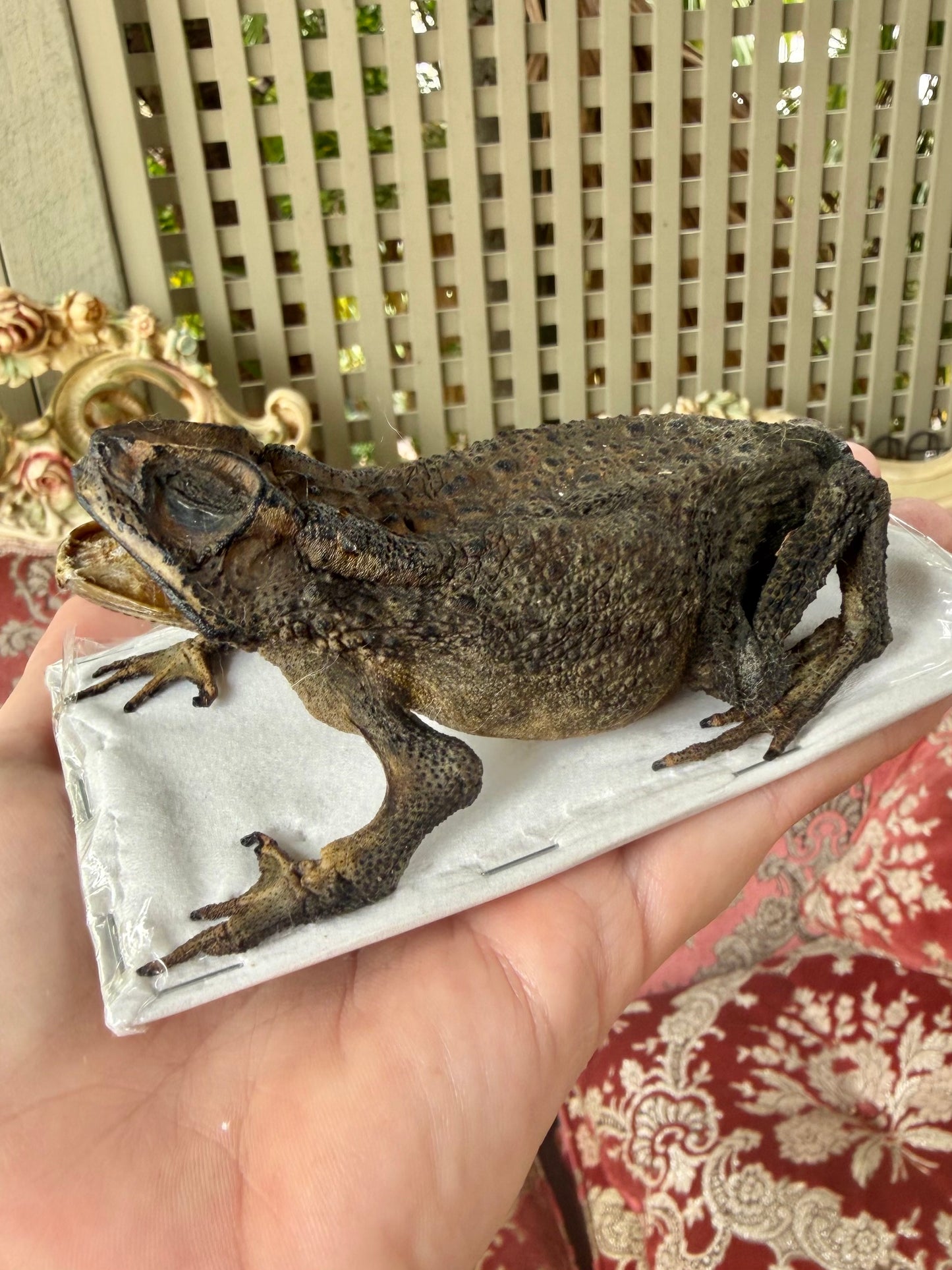 TAXIDERMY Asian Common Toad - Duttaphrynus melanostictus Specimen