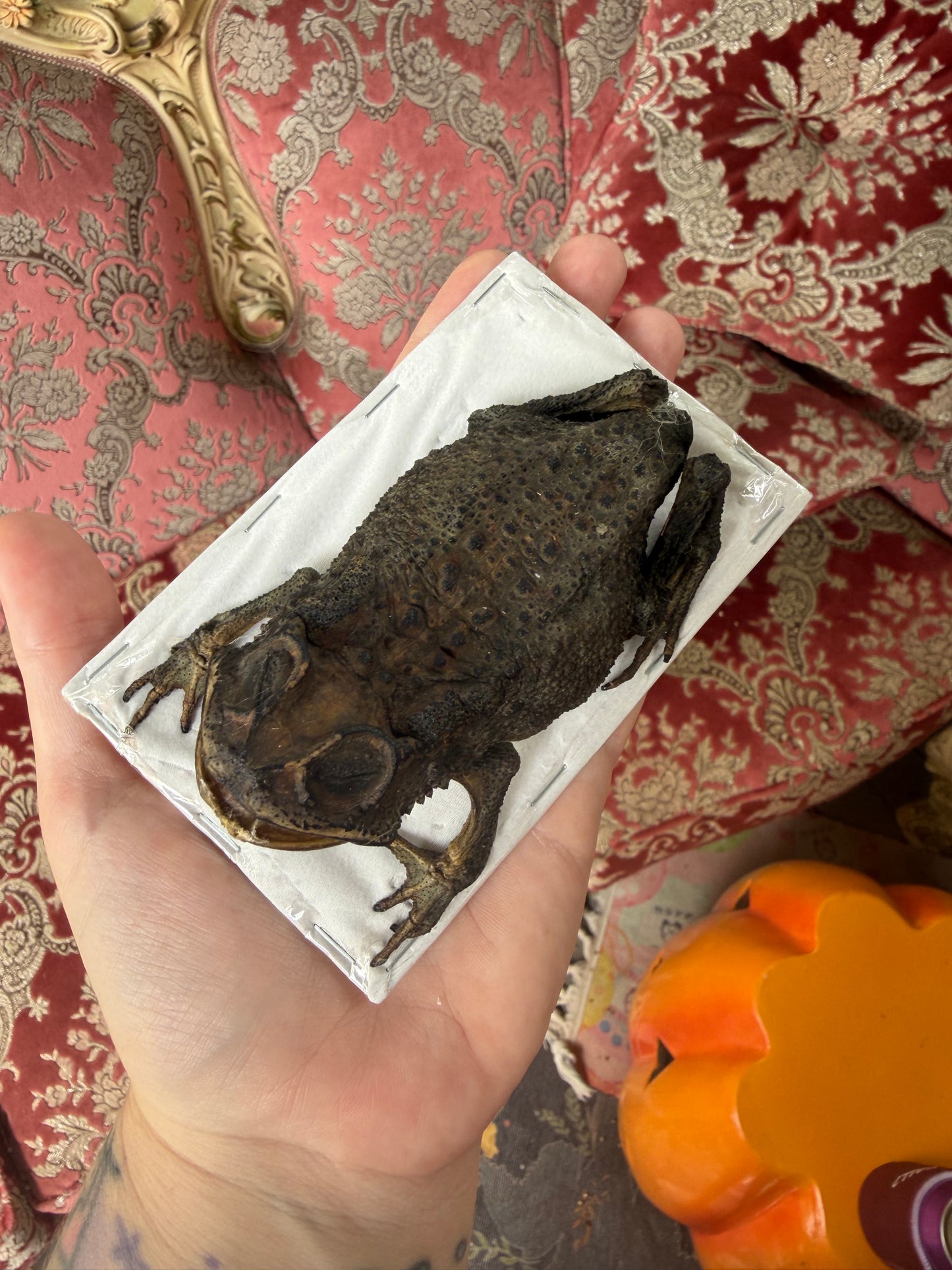 TAXIDERMY Asian Common Toad - Duttaphrynus melanostictus Specimen