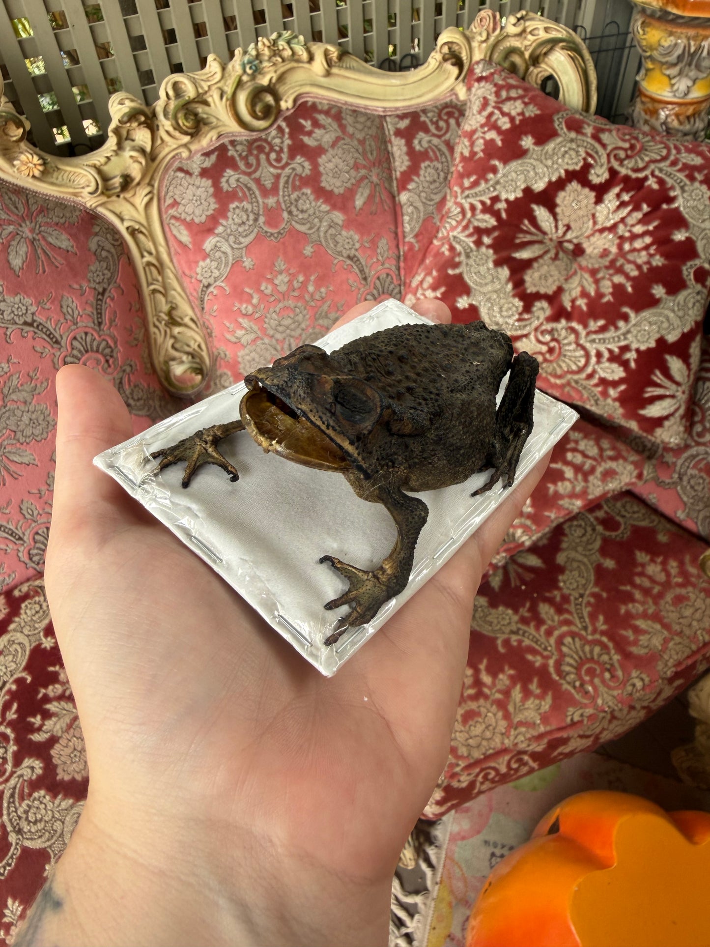 TAXIDERMY Asian Common Toad - Duttaphrynus melanostictus Specimen
