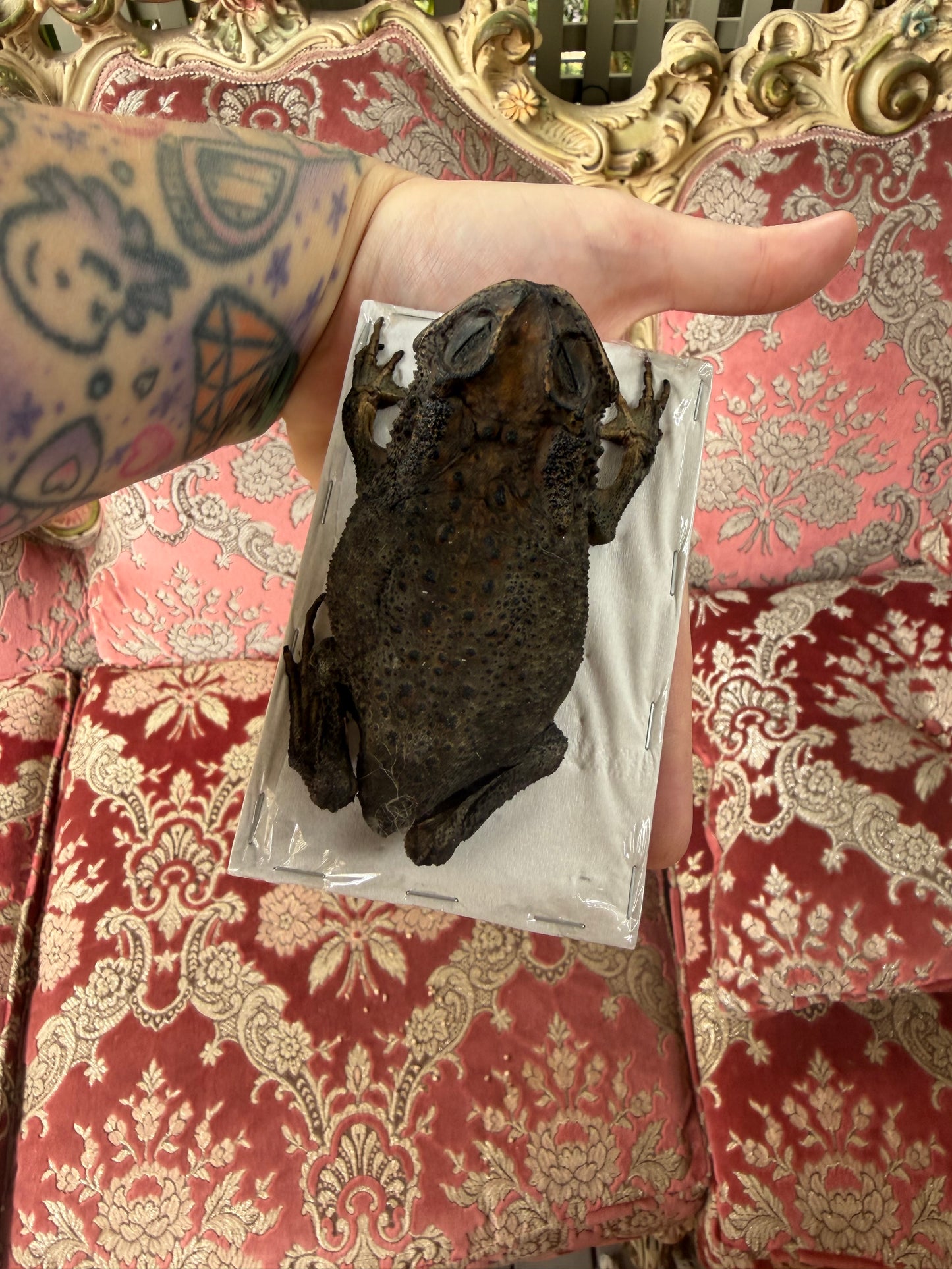 TAXIDERMY Asian Common Toad - Duttaphrynus melanostictus Specimen