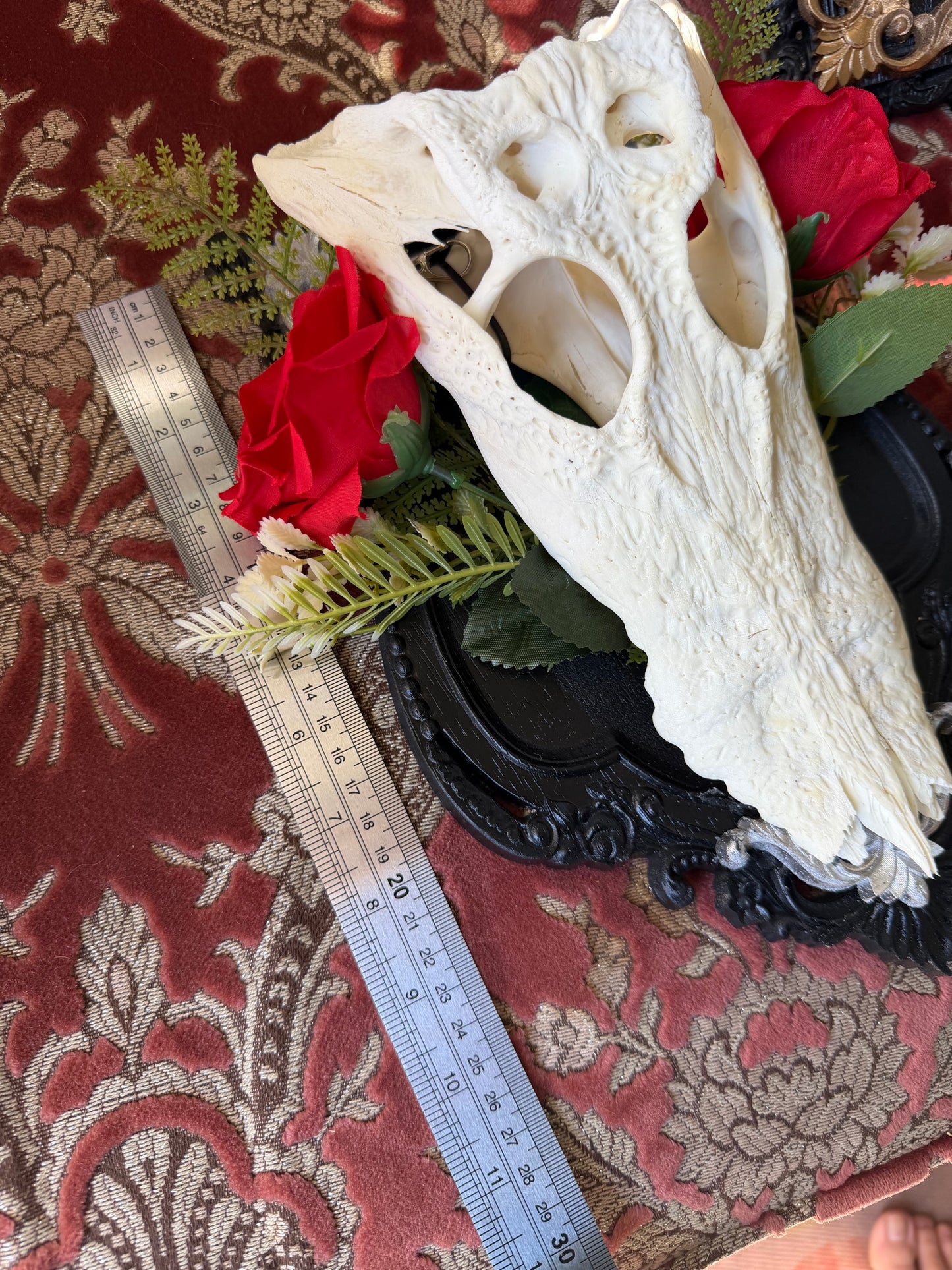 GOLD FERN ROSA - crocodile skull curio with permit